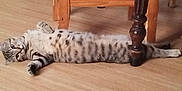 Aston participe au concours pour gagner de l'argent avec cette photo : cat, tabby_cat, lying_down, wooden_chair, floor, indoor, pet, relaxed, curious, striped, feline, animal, home, domestic_cat, spotted, resting, four_legs, whiskers, ears, tail