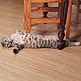cat, tabby_cat, lying_down, wooden_chair, floor, indoor, pet, relaxed, curious, striped, feline, animal, home, domestic_cat, spotted, resting, four_legs, whiskers, ears, tail