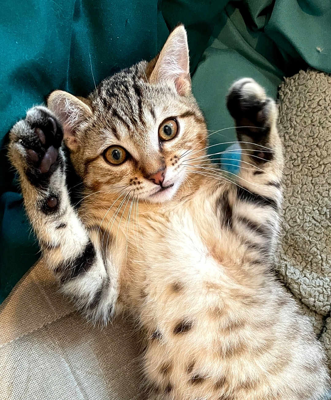 Aston participe au concours pour gagner de l'argent avec cette photo : kitten, cat, tabby, paw, whiskers, fur, cute, pet, animal, lying, raised_paws, closeup, indoor, curious, young, feline, striped, soft, playful, cozy