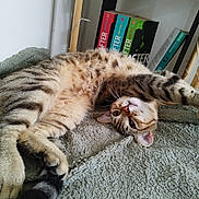Aston a rejoint le concours — aidez-le/la à gagner de superbes lots ! cat, tabby_cat, pet, feline, animal, indoor, blanket, cozy, stretching, relaxed, curious, fur, whiskers, bookshelf, books, wood, home, cute, playful, resting