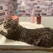 Teala is registered to the contest to win money with this photo: abyssinian, angora, animal, basin, bathing, bathtub, brick, bronze, cat, kitten, manx, person, pet, sink, sinkfaucet, tap, tub, window, windowsill