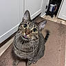 cabinet, cat, close_up, curious, cute, domestic_cat, floor_mat, fur, green_eyes, indoor, kitchen, looking_up, pet, playful, portrait, sitting, striped, tabby, tongue, whiskers