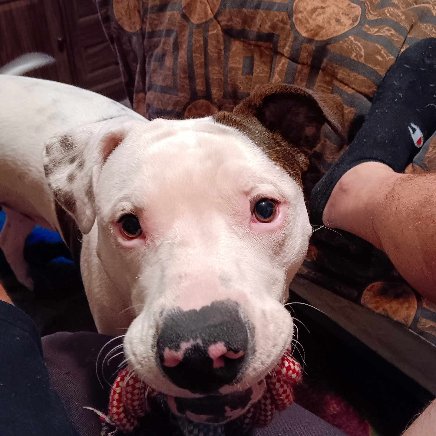 Zeuse is registered to the contest to win money with this photo: animal, armchair, bodypart, boxer, bulldog, canine, chair, couch, cushion, dog, finger, furniture, hand, homedecor, hound, person, pet, pitbull, pointer, puppy