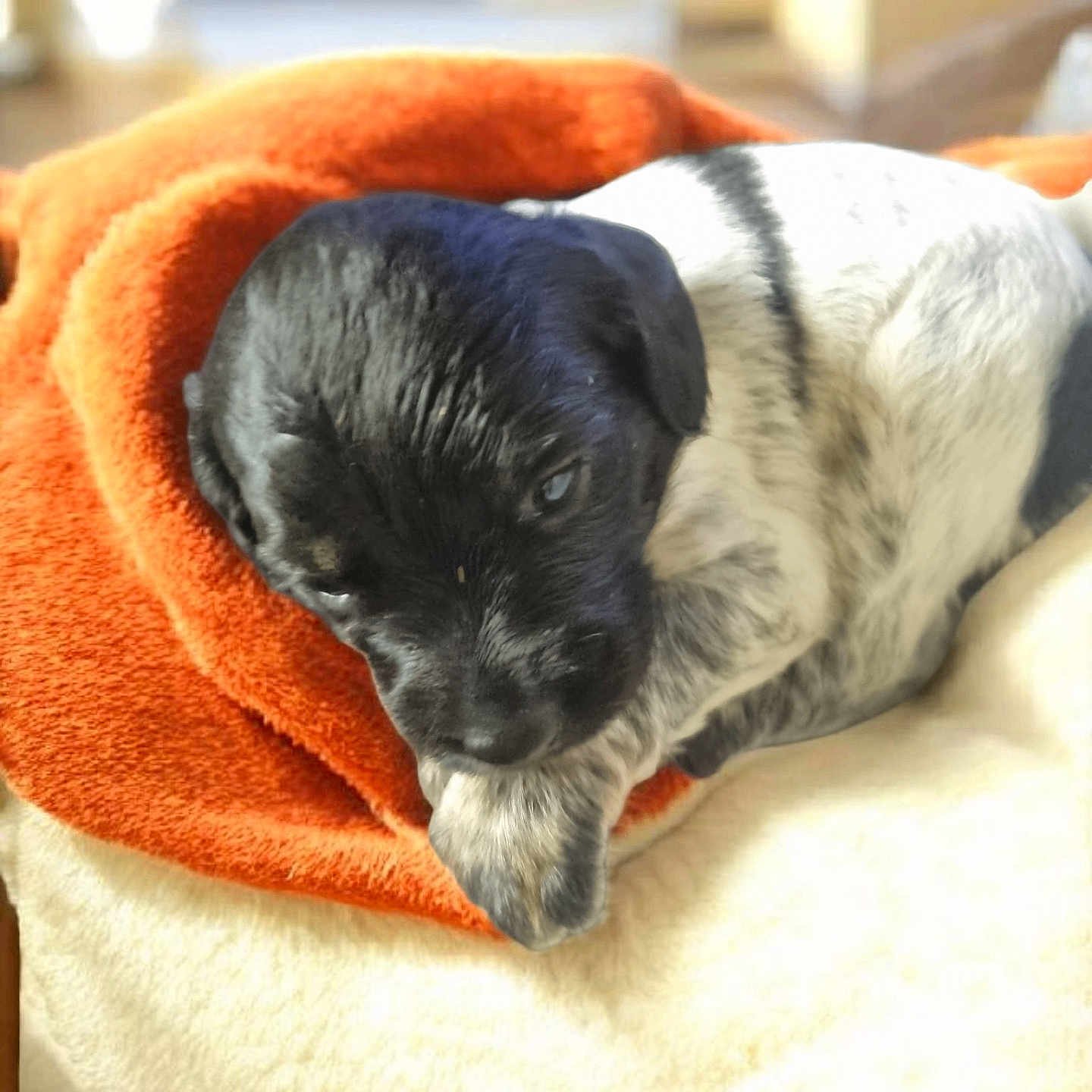 Auly a rejoint le concours — aidez-le/la à gagner de superbes lots ! animal, black_and_white, blanket, close_up, comfort, cozy, cute, dog, fur, fur_pattern, home, indoor, nap, orange_blanket, pet, puppy, resting, sleepy, soft_texture, young_dog