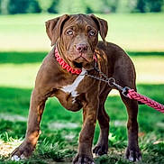 Love a rejoint le concours — aidez-le/la à gagner de superbes lots ! alert, animal, brown_dog, canine, collar, cute, dog, grass, leash, mammal, nature, outdoor, park, pet, playful, puppy, standing, summer, sunlight, young_dog