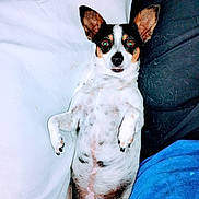 Sky joined the competition — help win amazing prizes! animal, black_fur, brown_fur, close_up, cushion, cute, dark_cushion, dog, ears_up, fur_spots, indoor, looking_up, lying_down, paw, pet_hair, relaxed, resting, small_dog, white_cushion, white_fur