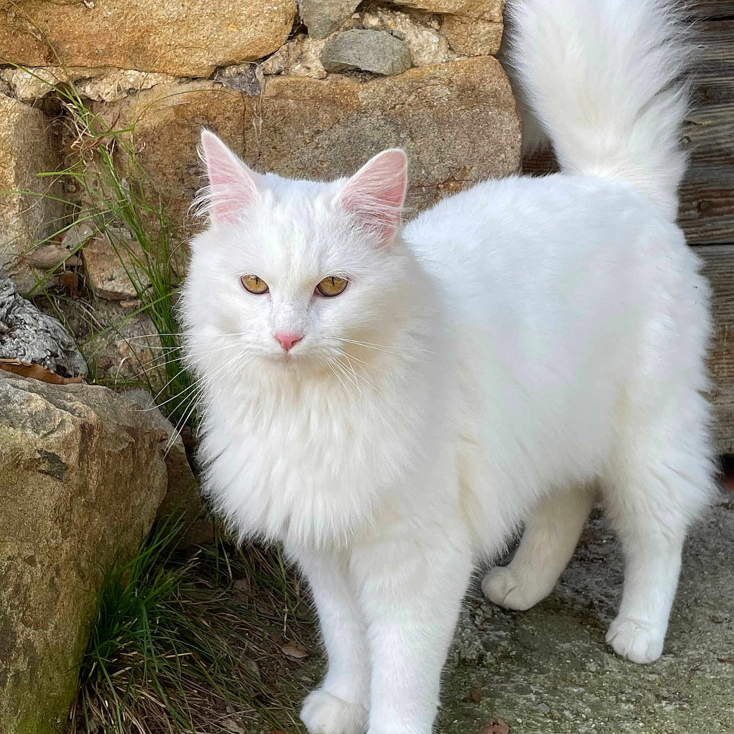 Shadow participe au concours pour gagner de l'argent avec cette photo : abyssinian, angora, animal, architecture, building, cat, flower, grass, kitten, limestone, manx, pet, plant, rock, rubble, siamese, slate, soil, wall, white