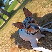 Bandit is registered to the contest to win money with this photo: dog, outdoor, grass, sunlight, animal, pet, relaxing, collar, ears, closeup, nature, summer, canine, sleepy, daytime, shallow_depth_of_field, brown, white, leash, peaceful