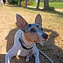 dog, outdoor, grass, leash, collar, pet, sunlight, ears, animal, nature, park, canine, brown, white, resting, closeup, summer, daytime, looking, shadow