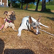 Bandit joined the competition — help win amazing prizes! animal, brown_dog, canine, collar, daylight, dog, ears, field, grass, leash, lying_down, nature, outdoor, park, pet, relaxed, resting, shadow, sunny, white_dog