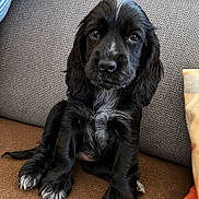 Belle a rejoint le concours — aidez-le/la à gagner de superbes lots ! puppy, dog, black_dog, white_markings, sitting, couch, sofa, indoor, pet, cute, fur, animal, looking_at_camera, brown, gray, pillow, texture, cozy, young, companion
