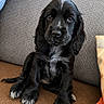 puppy, dog, black_dog, white_markings, sitting, couch, sofa, indoor, pet, cute, fur, animal, looking_at_camera, brown, gray, pillow, texture, cozy, young, companion