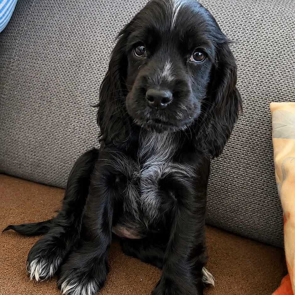 Belle
