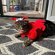 Bozley joined the competition — help win amazing prizes! cat, tabby_cat, costume, lobster_costume, pet, indoor, rug, tongue_out, playful, animal, feline, home, floor, window, glass_door, plant, chair, skateboard, decor, funny