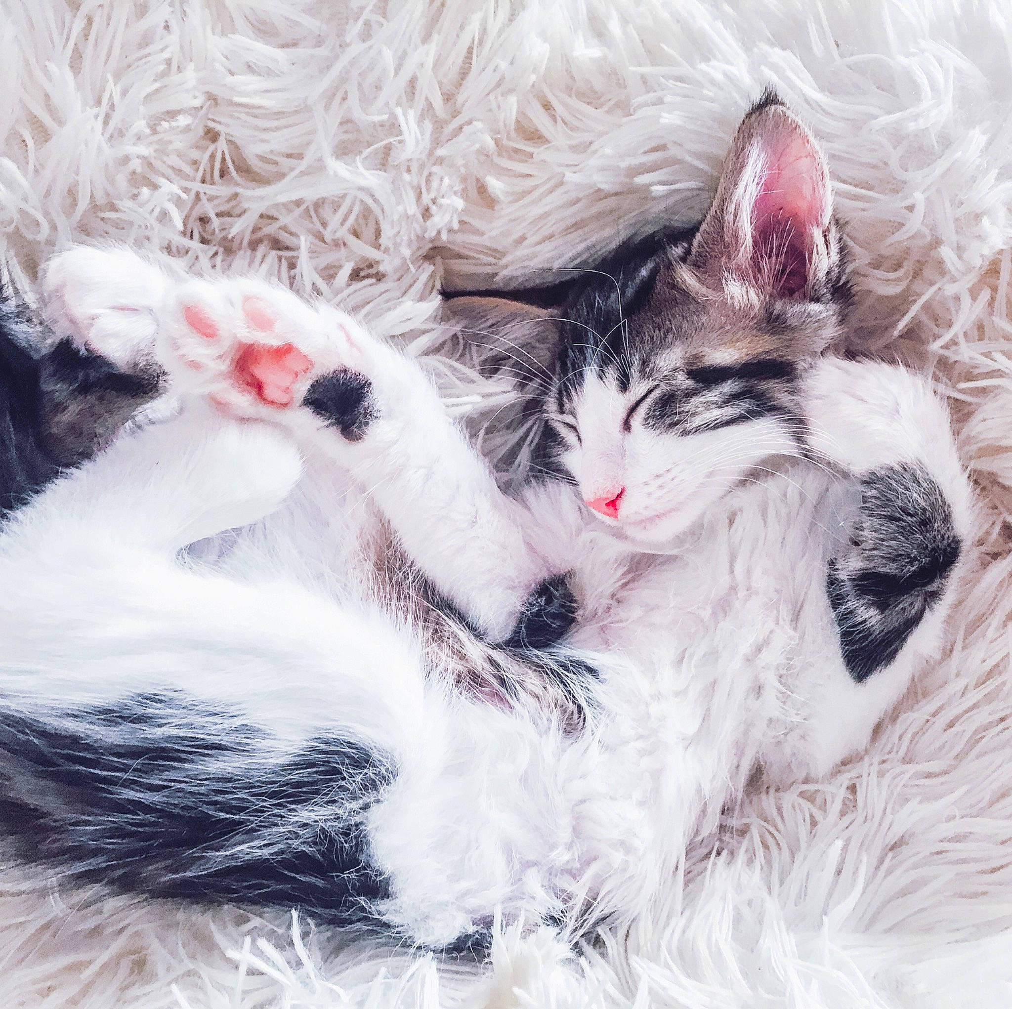 Luna participe au concours pour gagner de l'argent avec cette photo : black_and_white, carnivore, cat, ear, eye, felidae, fur, kitten, love, nap, norwegian_forest_cat, nose, paw, skin, sleep, small_to_medium_sized_cats, snout, tail, whiskers, white