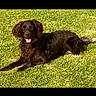 dog, black_dog, grass, outdoor, pet, canine, lying_down, sunlight, tongue_out, happy, animal, mammal, nature, summer, green, fur, playful, relaxed, companion, friendly