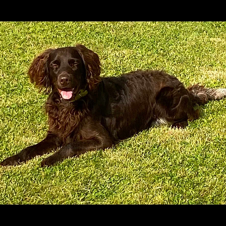 Sparrow participe au concours pour gagner de l'argent avec cette photo : dog, black_dog, grass, outdoor, pet, canine, lying_down, sunlight, tongue_out, happy, animal, mammal, nature, summer, green, fur, playful, relaxed, companion, friendly