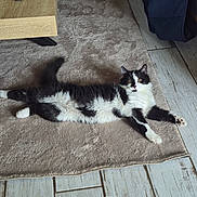 Mya participe au concours pour gagner de l'argent avec cette photo : cat, black_and_white_cat, fluffy_cat, lying_down, rug, wooden_floor, smartphone, table, indoor, pet, curious_look, relaxed, cozy, domestic_animal, feline, home_interior, floor_rug, fur, whiskers, paws