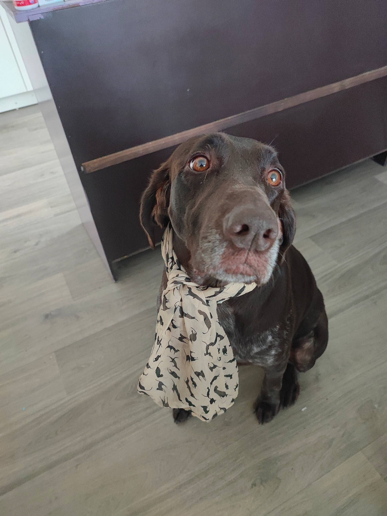 Ozzy a rejoint le concours — aidez-le/la à gagner de superbes lots ! braque_francais, carnivore, companion_dog, dog, dog_breed, dog_collar, fawn, floor, flooring, grey, gun_dog, hardwood, liver, pointing_breed, retriever, snout, sporting_group, whiskers, wood, working_animal