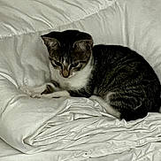 Minette participe au concours pour gagner de l'argent avec cette photo : cat, tabby, pet, animal, sleeping, resting, curled_up, bed, bedding, blanket, pillow, bedroom, indoor, cozy, relaxed, fur, whiskers, ears, portrait, monochrome