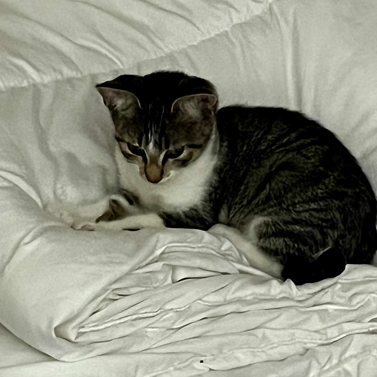Minette participe au concours pour gagner de l'argent avec cette photo : cat, tabby, pet, animal, sleeping, resting, curled_up, bed, bedding, blanket, pillow, bedroom, indoor, cozy, relaxed, fur, whiskers, ears, portrait, monochrome