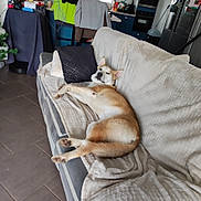 Vulcain participe au concours pour gagner de l'argent avec cette photo : dog, couch, blanket, indoor, relaxed, pet, living_room, home, furniture, floor, pillow, kitchen, appliance, tile_floor, domestic, resting, canine, fur, ears, tail