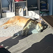 Vulcain a rejoint le concours — aidez-le/la à gagner de superbes lots ! books, cables, canine, cozy, daylight, dog, floor, furniture, home, indoor, pet, quiet, relaxation, resting, rug, shadow, shelf, sleeping, sunlight, wooden_table