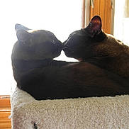 Tikka And Sister Sierra joined the competition — help win amazing prizes!