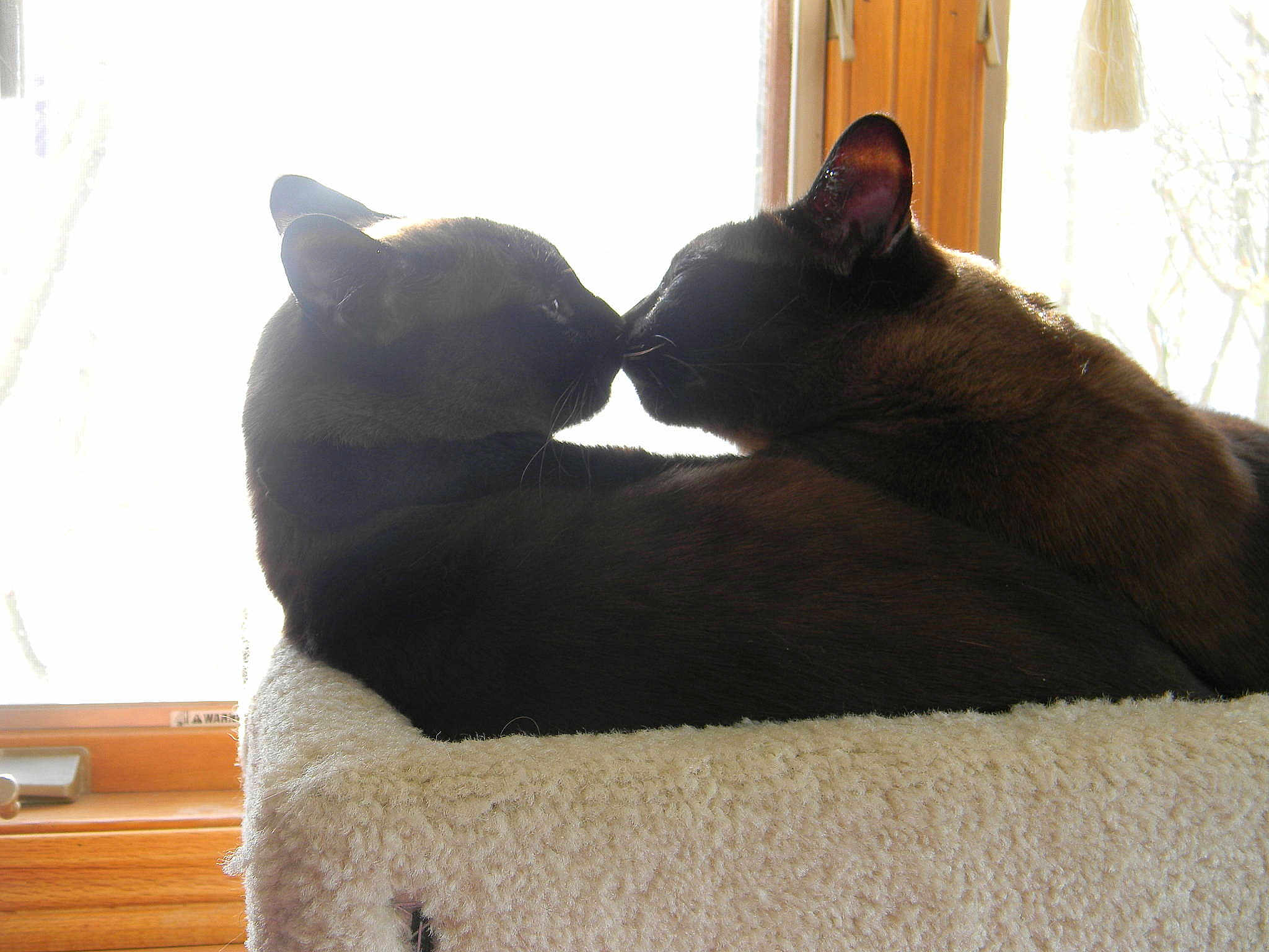 Tikka And Sister Sierra joined the competition — help win amazing prizes!