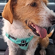 Pirate participe au concours pour gagner de l'argent avec cette photo : animal, canine, car, car_interior, dog, domestic_animal, ears, fur, happy, harness, mammal, mouth, nose, paw, pet, seat, sitting, tail, tongue, window