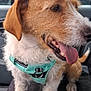 animal, canine, car, car_interior, dog, domestic_animal, ears, fur, happy, harness, mammal, mouth, nose, paw, pet, seat, sitting, tail, tongue, window