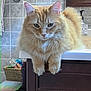 Opie joined the competition — help win amazing prizes! cat, orange_cat, fluffy, bathroom, sink, cabinet, tiled_wall, household, pet, feline, fur, whiskers, ears, green_eyes, closeup, indoor, relaxed, resting, domestic_cat, curious