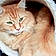 Opie