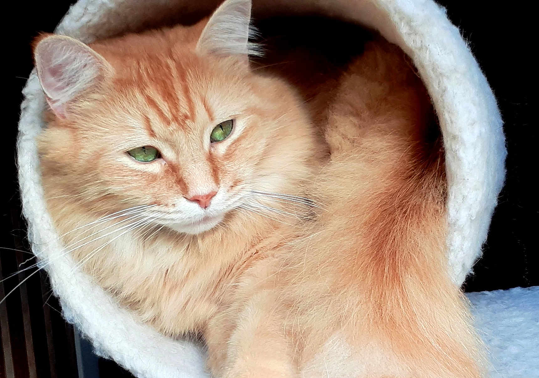 Opie joined the competition — help win amazing prizes! cat, orange_cat, fluffy, green_eyes, pet, feline, cozy, tunnel, resting, indoor, whiskers, cute, animal, fur, portrait, relaxed, soft, domestic_cat, sleepy, cute_pet
