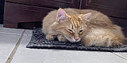 Opie is registered to the contest to win money with this photo: cat, ginger_cat, feline, pet, sleeping, resting, indoor, mat, floor_tile, cabinet, wooden_furniture, cozy, fur, whiskers, ears, tail, home, domestic, quiet, relaxation