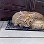 cat, ginger_cat, feline, pet, sleeping, resting, indoor, mat, floor_tile, cabinet, wooden_furniture, cozy, fur, whiskers, ears, tail, home, domestic, quiet, relaxation