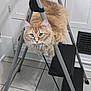 Opie is registered to the contest to win money with this photo: cat, orange_cat, fluffy, step_ladder, indoor, tile_floor, white_wall, pet, animal, curious, feline, looking_at_camera, household, stairs, metal, domestic, close_up, funny_pose, kitten, cute