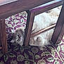 cat, wooden_chair, carpet, fluffy, indoor, pet, feline, relaxing, floor, patterned, curious, animal, home, legs, resting, cozy, brown, purple, green, furniture