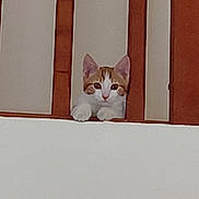 Simba a rejoint le concours — aidez-le/la à gagner de superbes lots ! cat, kitten, orange_and_white, wooden_slats, peeking, paws, curious, indoor, animal, pet, resting, face, ears, whiskers, looking, cute, young, feline, playful, adorable
