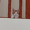 cat, kitten, orange_and_white, wooden_slats, peeking, paws, curious, indoor, animal, pet, resting, face, ears, whiskers, looking, cute, young, feline, playful, adorable