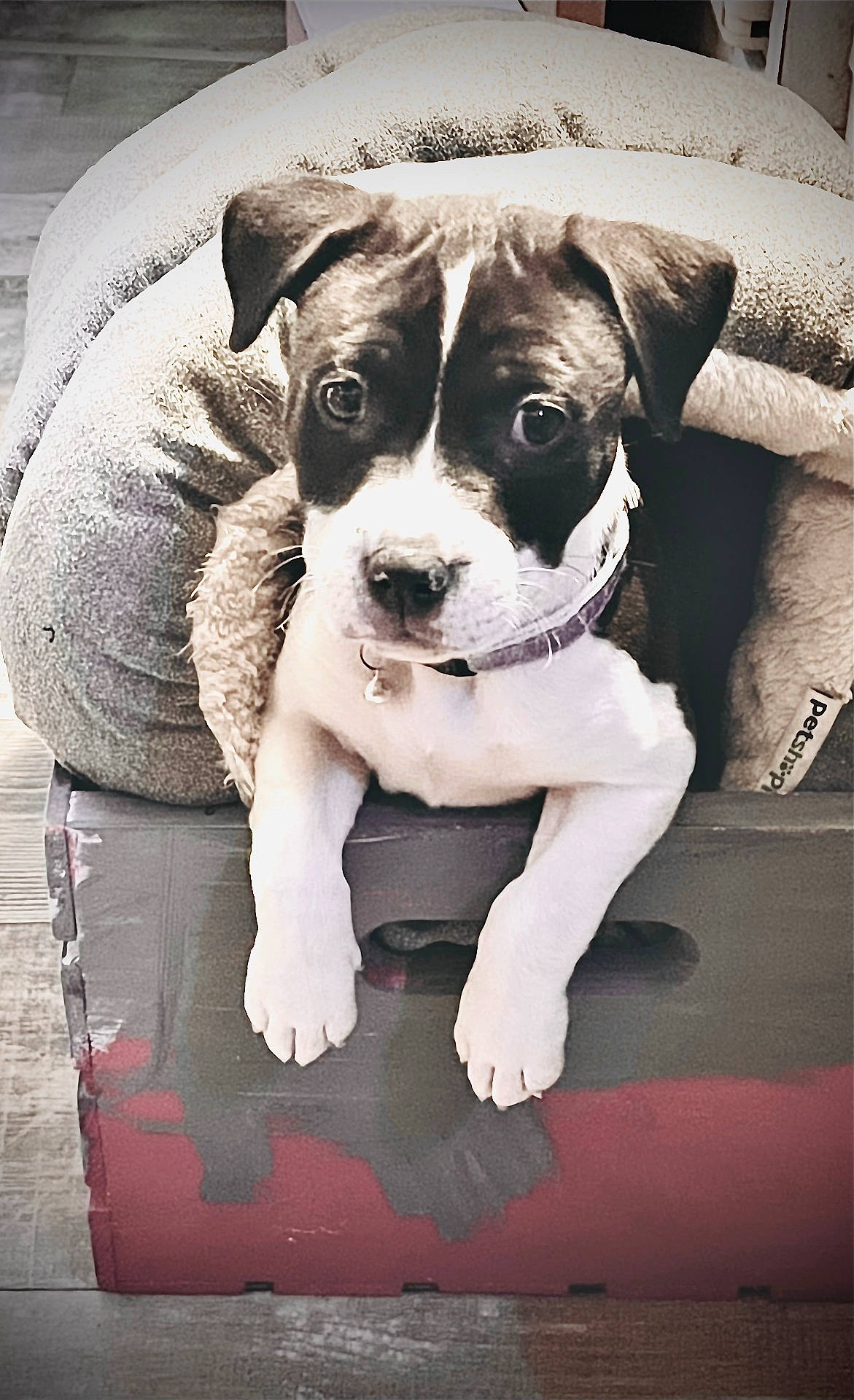 Harper is registered to the contest to win money with this photo: animal, armchair, beagle, bostonbull, boxer, bulldog, canine, chair, couch, cushion, dog, furniture, homedecor, hound, person, pet, pitbull, pointer, puppy, sleeping