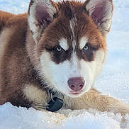 Atlas participe au concours pour gagner de l'argent avec cette photo : dog, puppy, husky, snow, fur, blue_eyes, ears, nose, collar, outdoor, portrait, closeup, pet, winter, paws, lying_down, adorable, whiskers, muzzle, playful