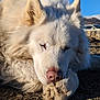 Maodan a rejoint le concours — aidez-le/la à gagner de superbes lots ! dog, white, fluffy, sleeping, paws, outdoor, sunlight, sky, nature, animal, closeup, relaxing, peaceful, mammal, pet, canine, resting, fur, nose, ears