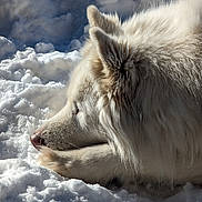 Maodan a rejoint le concours — aidez-le/la à gagner de superbes lots ! dog, white_dog, snow, winter, outdoor, animal, fur, resting, paw, serene, sunlight, nature, fluffy, canine, cold, quiet, peaceful, closeup, side_view, relaxing