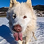 dog, white_dog, tongue_out, snow, outdoor, close_up, blue_sky, mountains, fluffy, pet, animal, canine, playful, winter, nature, cute, friendly, fur, walking, daytime