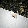 Maodan participe au concours pour gagner de l'argent avec cette photo : dog, white_dog, snow, snowy_slope, forest, trees, outdoor, nature, animal, walking, fluffy, canine, winter, hiking, adventure, landscape, mountain, cold, fur, pet