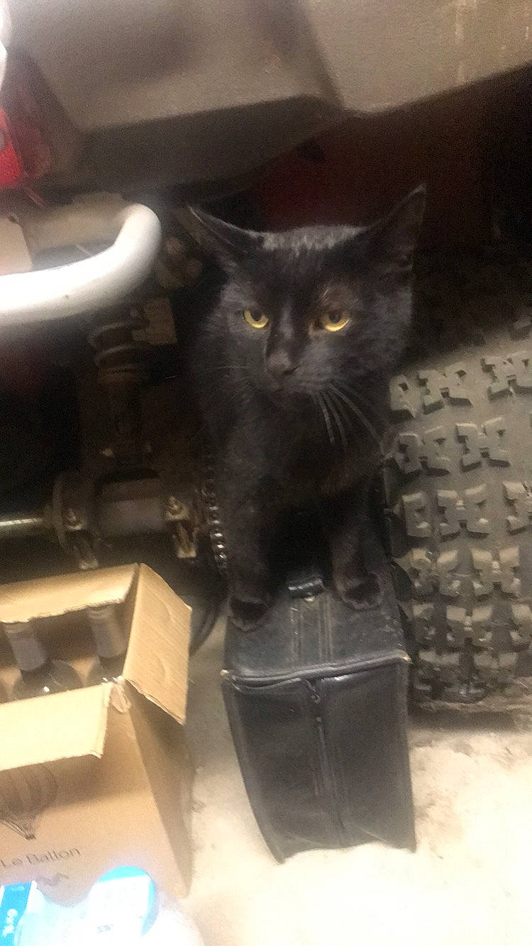 Karamel a rejoint le concours — aidez-le/la à gagner de superbes lots ! black_cat, box, cardboard, carnivore, carton, cat, domestic_short_haired_cat, felidae, fur, gas, grey, metal, packaging_and_labeling, paper_product, shipping_box, small_to_medium_sized_cats, snout, tail, whiskers