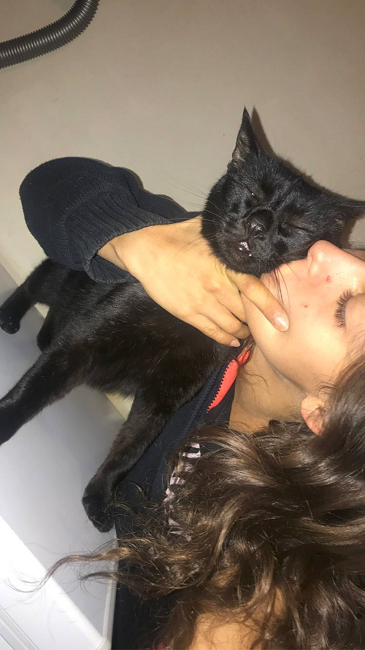 Karamel participe au concours pour gagner de l'argent avec cette photo : black_cat, black_hair, carnivore, cat, comfort, ear, eyelash, fawn, felidae, formal_wear, fur, gesture, iris, neck, shoulder, small_to_medium_sized_cats, snout, sunglasses, tail, whiskers