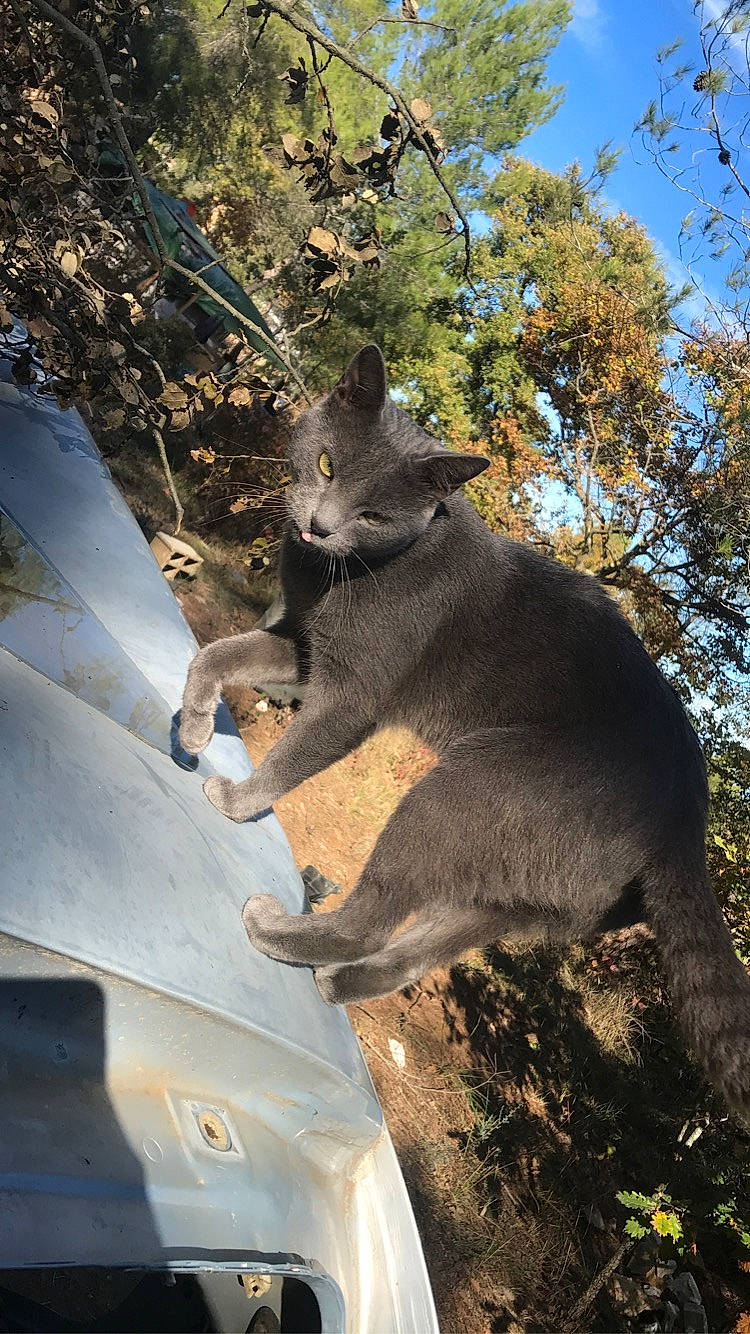 Greyci participe au concours pour gagner de l'argent avec cette photo : branch, carnivore, deciduous, dog_breed, fawn, felidae, fur, grass, koala, marsupial, plant, shadow, small_to_medium_sized_cats, tail, terrestrial_animal, tints_and_shades, tree, trunk, twig, wood