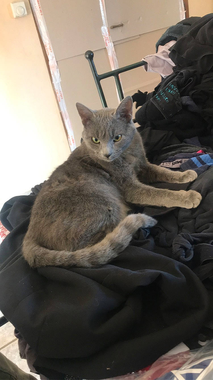 Greyci participe au concours pour gagner de l'argent avec cette photo : canidae, carnivore, cat, claw, comfort, domestic_short_haired_cat, ear, fawn, felidae, fur, grey, paw, plant, russian_blue, sitting, small_to_medium_sized_cats, snout, tail, terrestrial_animal, whiskers